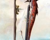 奥斯卡多明戈斯 - L-hirondelle De L-eau